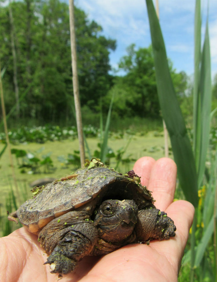 Common Snapping Turtle
